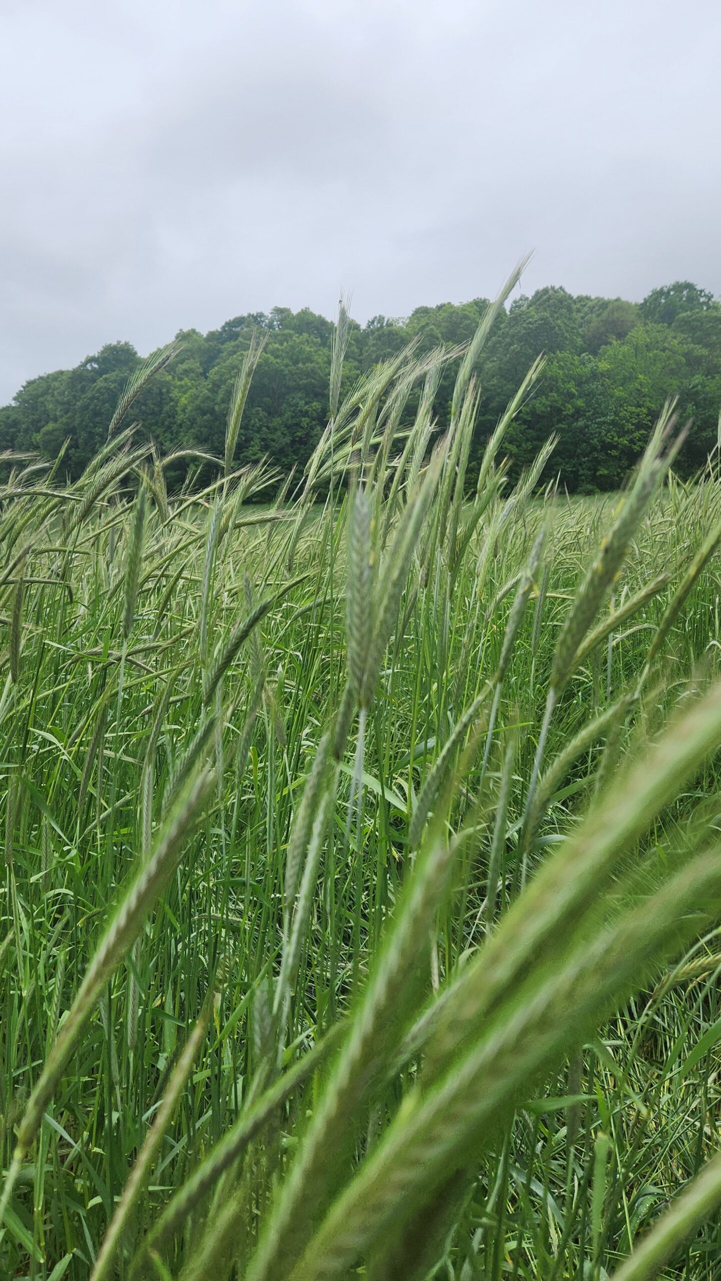 rye field