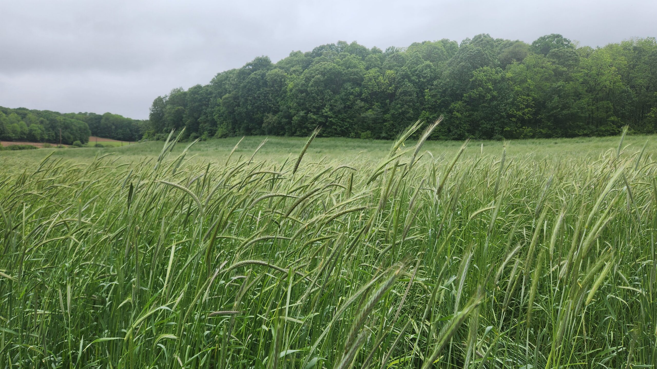 rye field