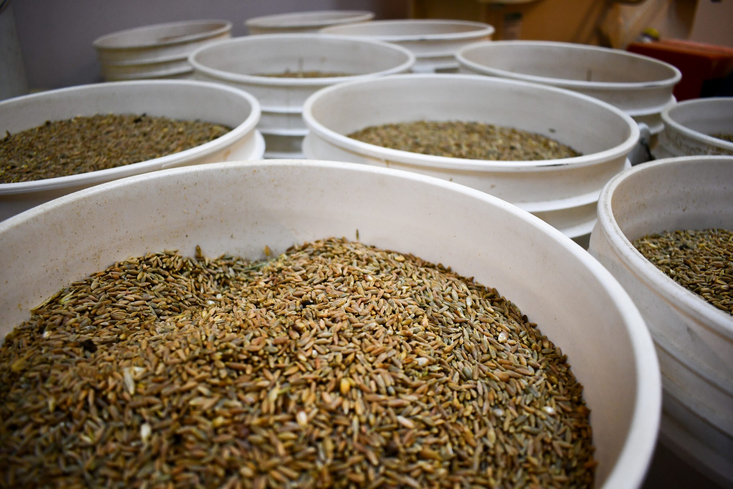 buckets of grain